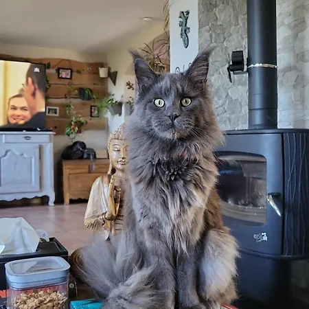 ヴィラ Chez Corinne *